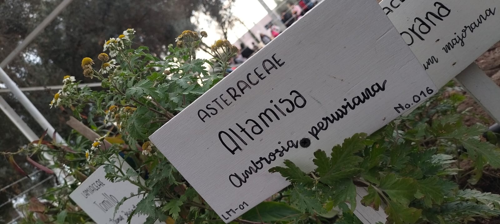 Imagen de planta