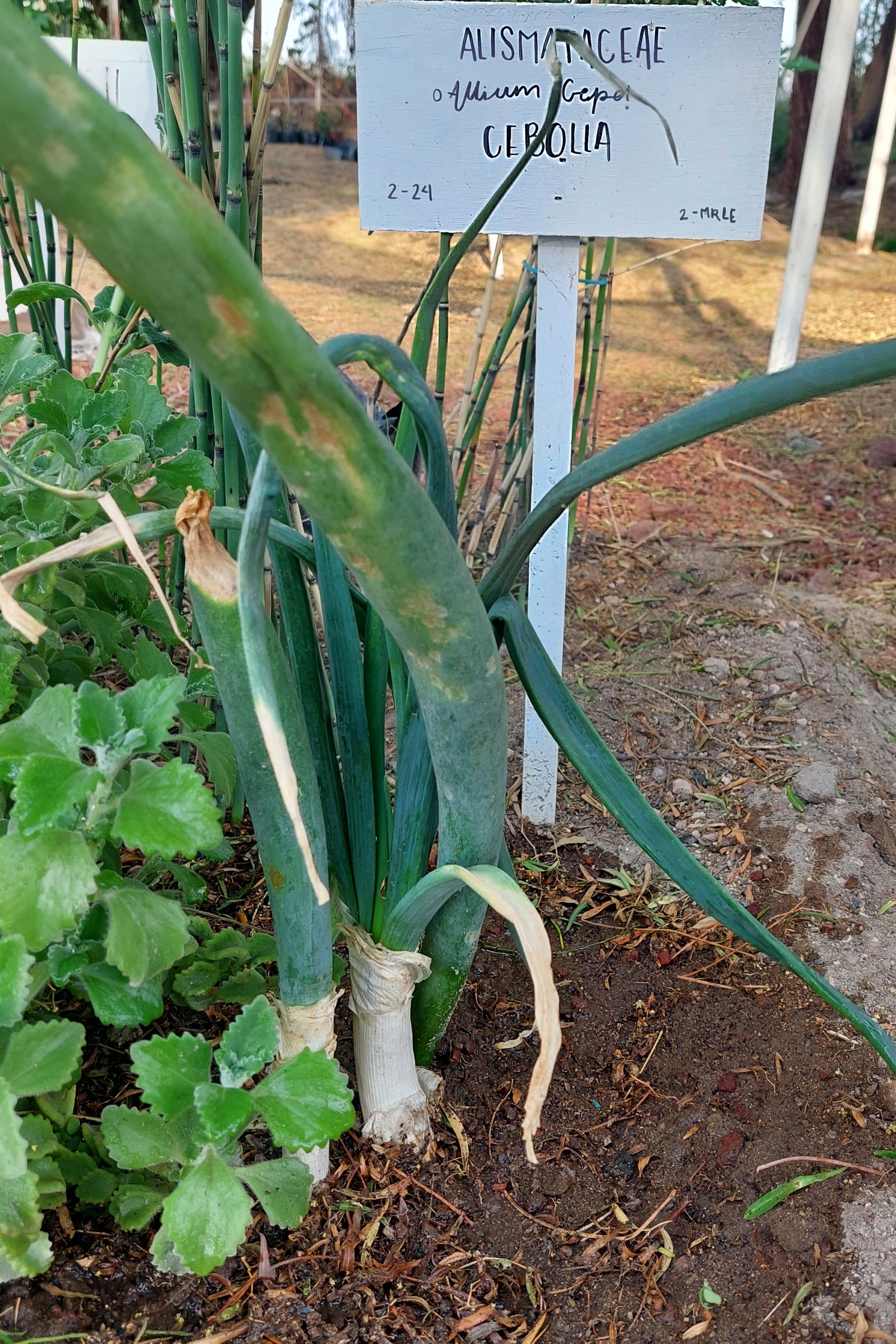 Imagen de planta