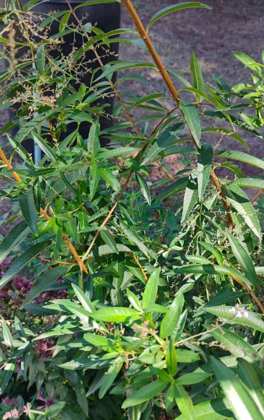 Imagen de planta