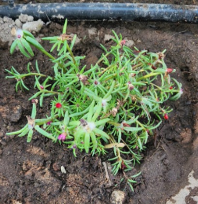Imagen de planta