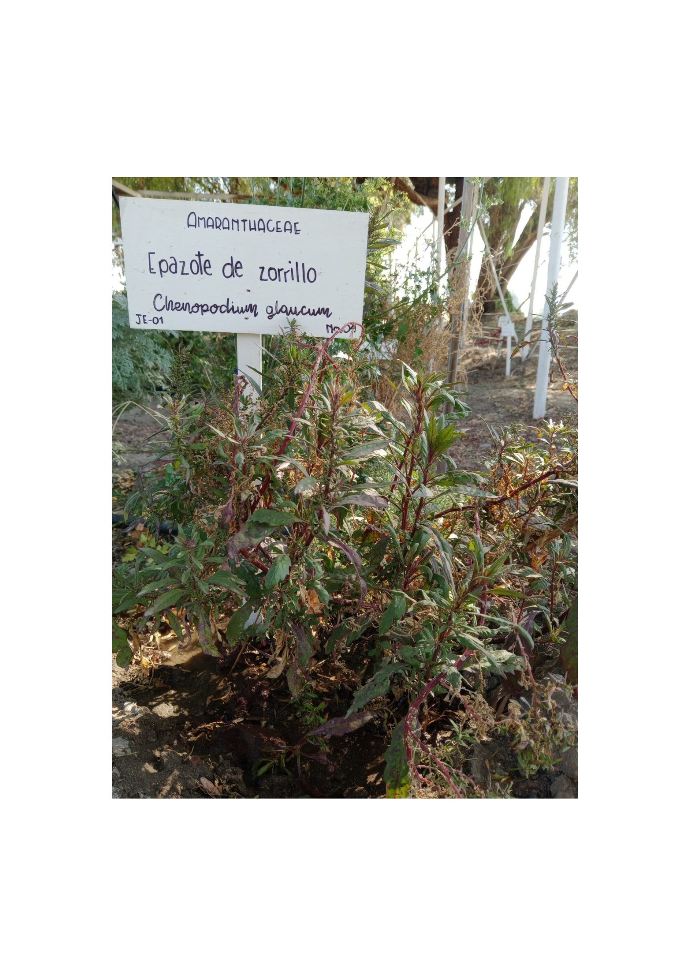 Imagen de planta