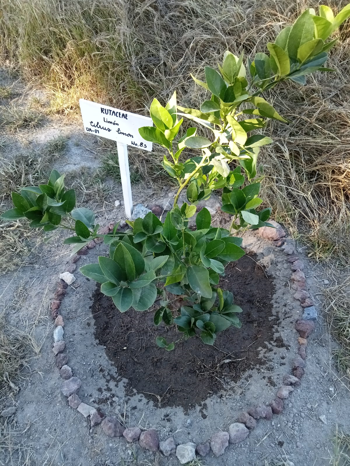 Imagen de planta