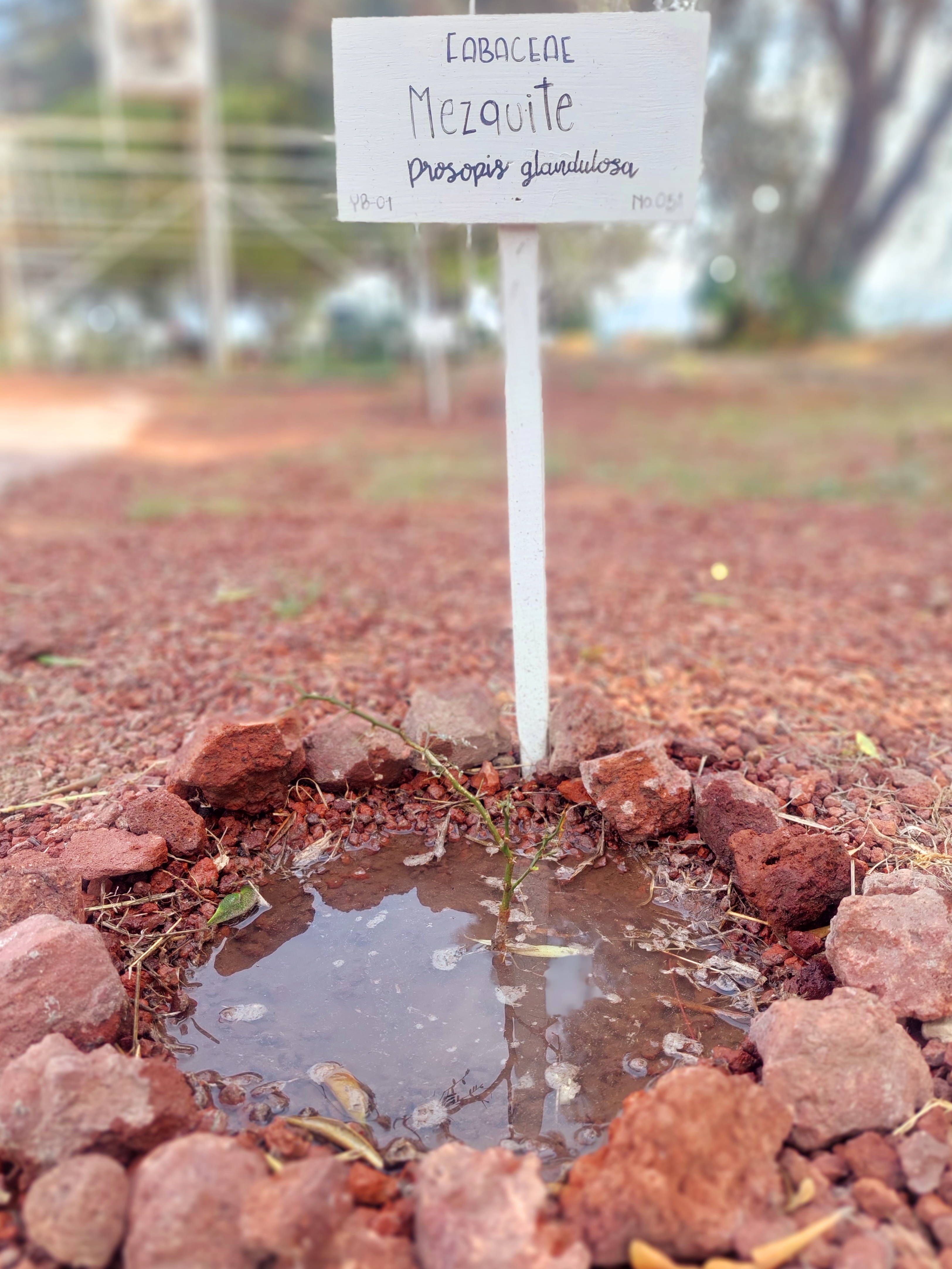 Imagen de planta