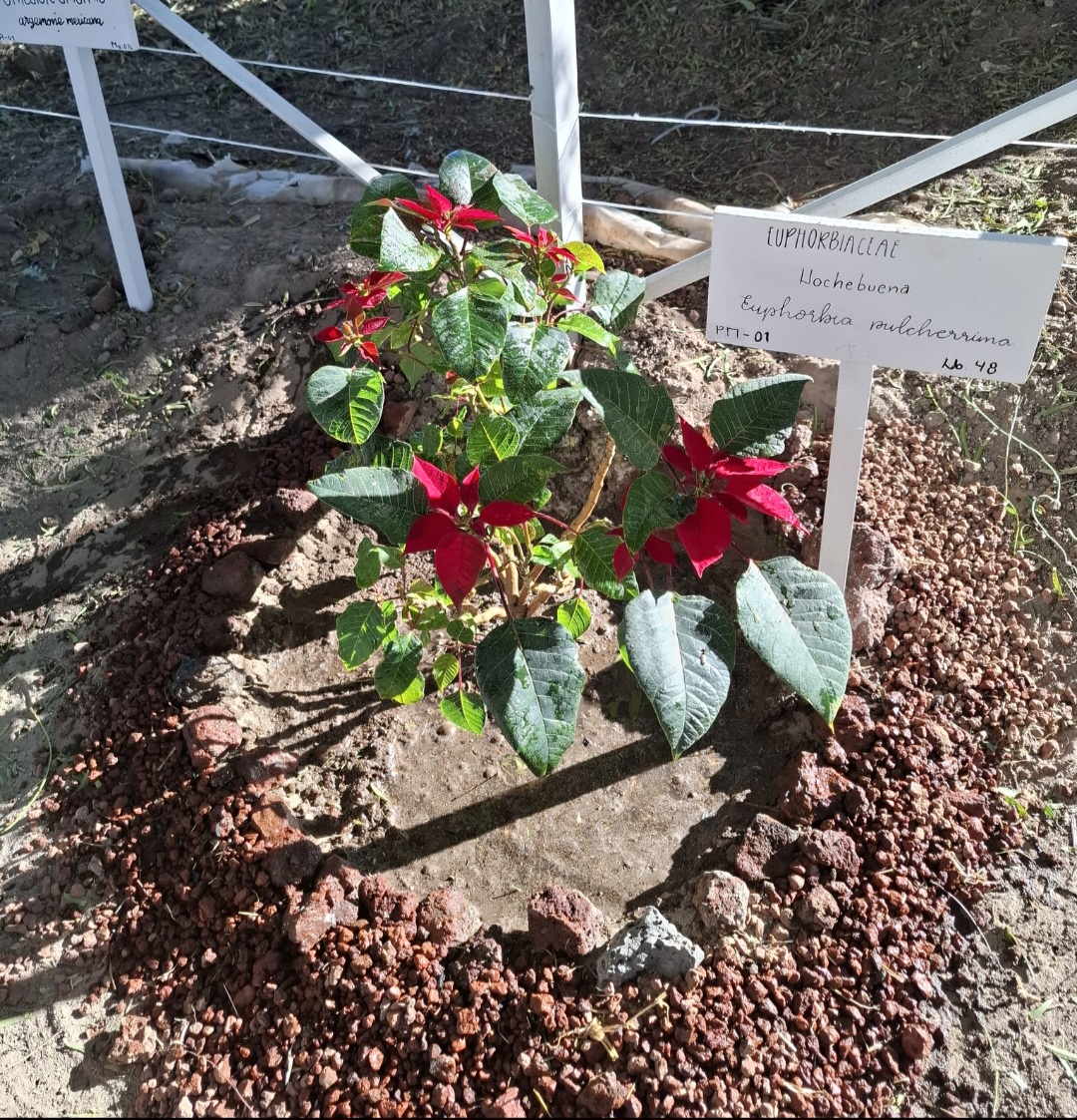 Imagen de planta