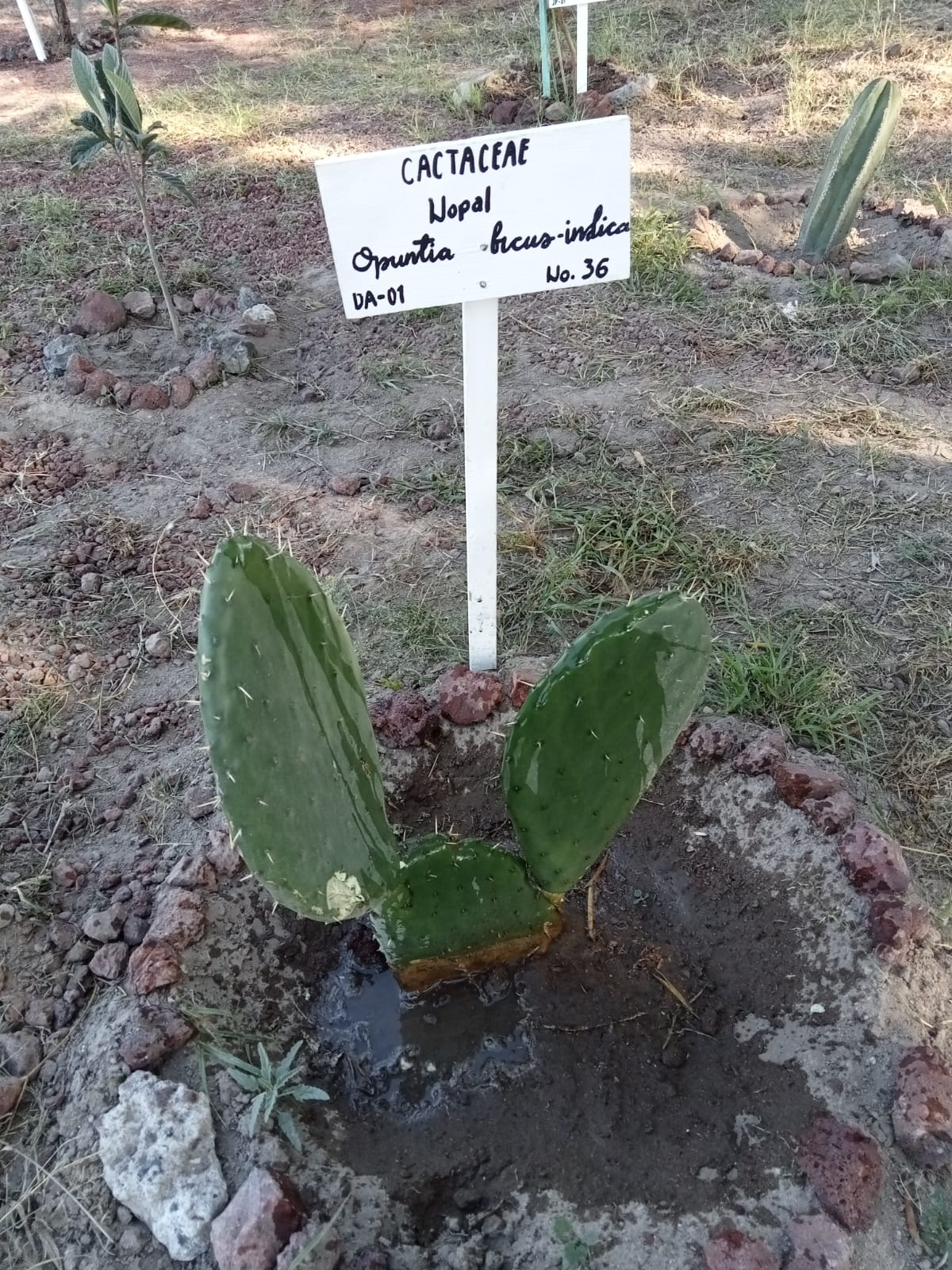 Imagen de planta